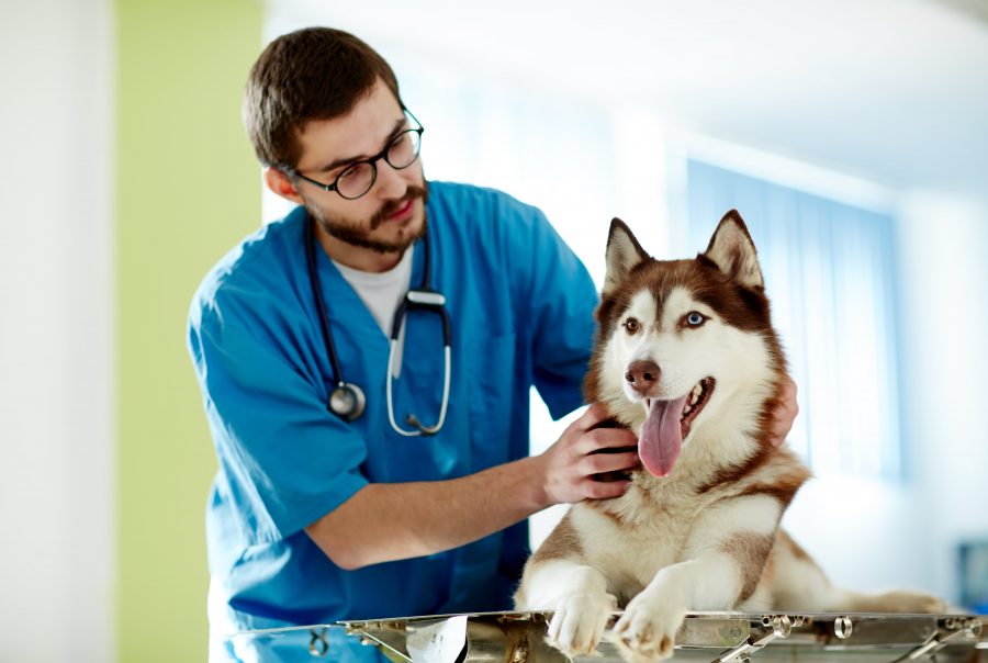 Husky with Vet