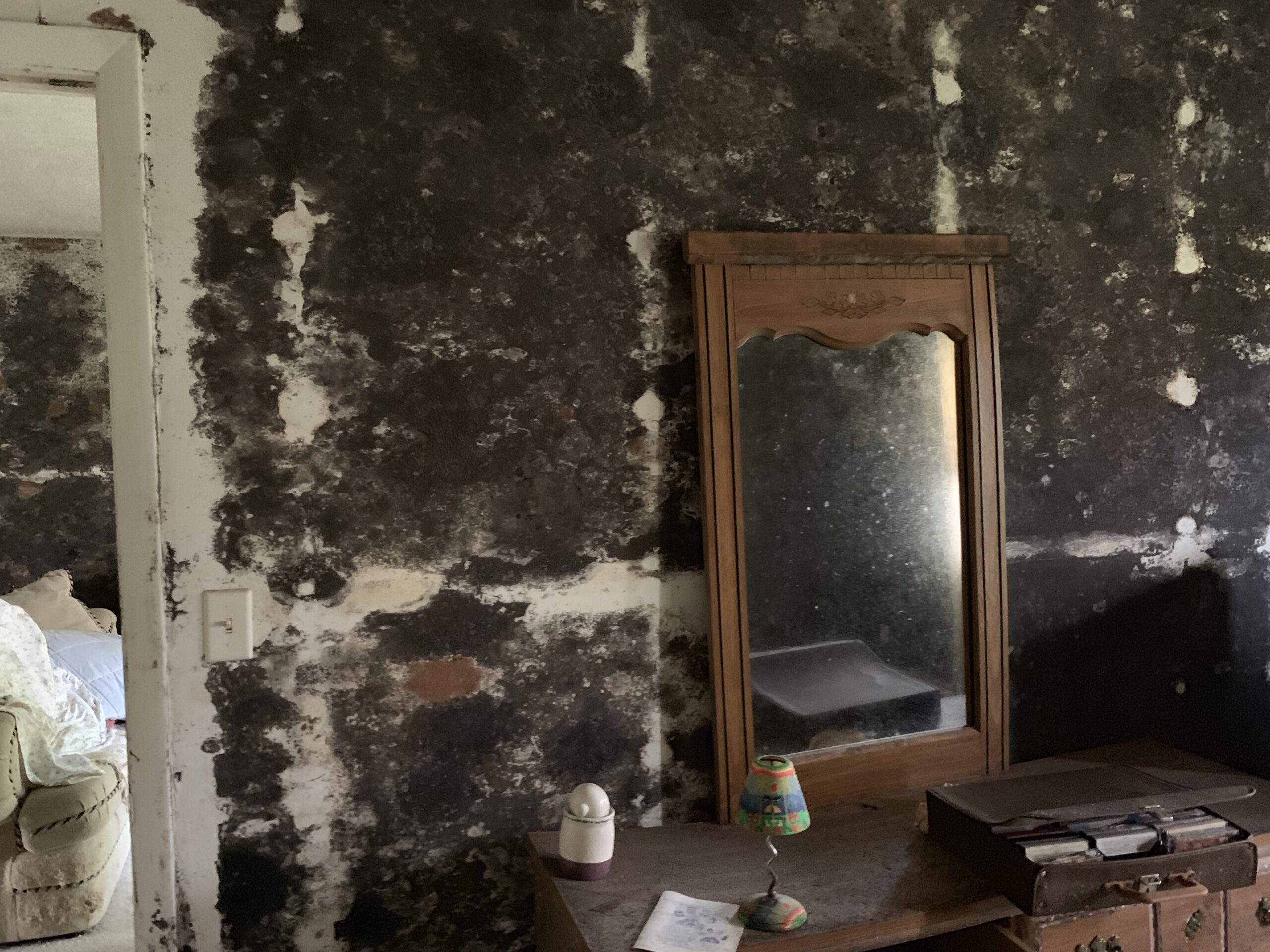 Health Effects of Black Mold | What You Need to Know