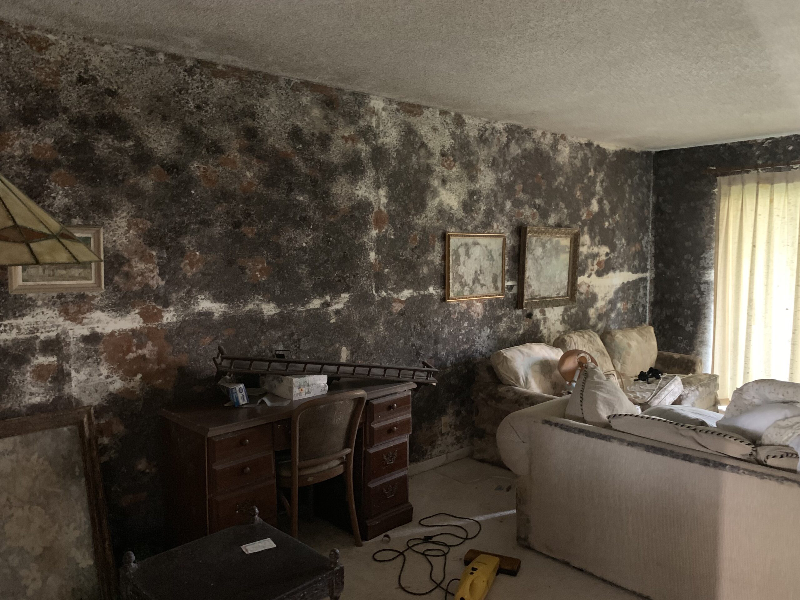 6 Clear Signs of Mold in Your Tampa Bay Area Home and Why Mold Remediation is Essential